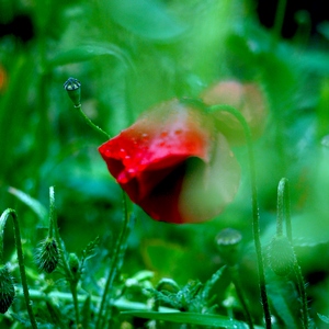 Coquelicot couvert de rosée - Grèce  - collection de photos clin d'oeil, catégorie plantes